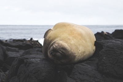 海豹浅焦摄影